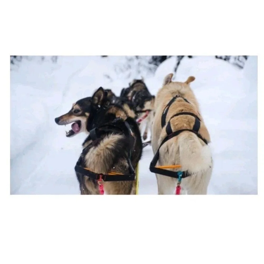 Non Stop Dog Sledding Mushing Ski Jouring Nome Stick Harness Size 5 Norway Nwt